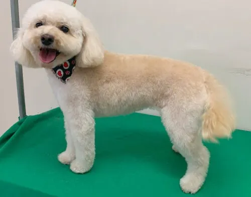 Perro poodle con corte profesional en peluquería CoraVet
