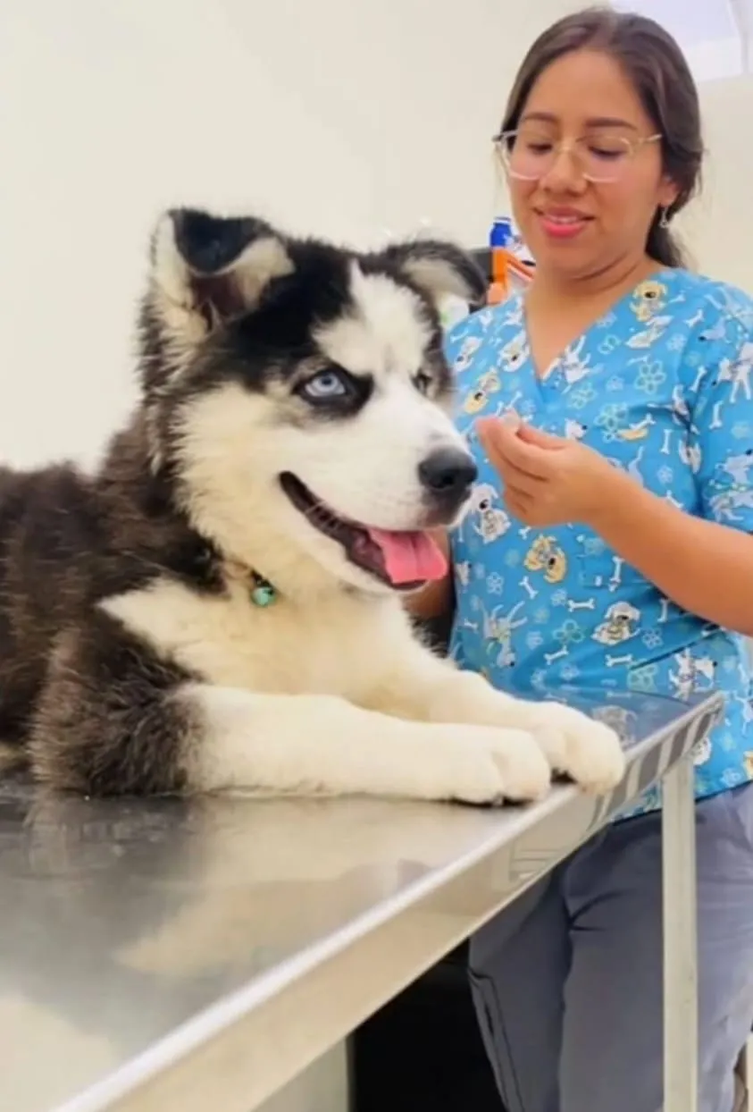 Veterinaria CoraVet atendiendo a un husky en la clínica
