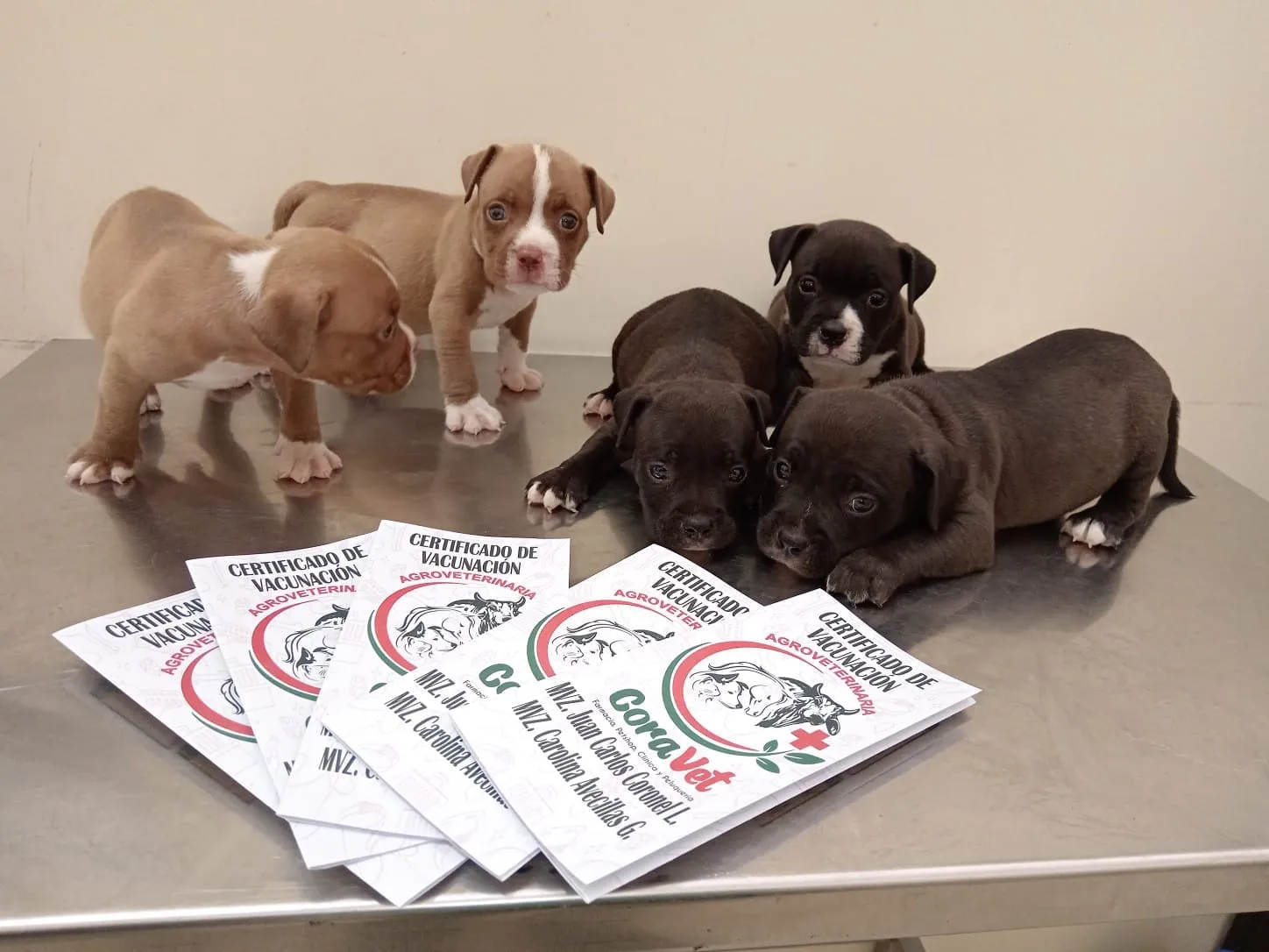 Cachorros con sus certificados de vacunación CoraVet